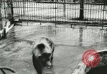 Image of wild animals Washington DC USA, 1921, second 13 stock footage video 65675021544