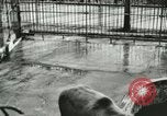 Image of wild animals Washington DC USA, 1921, second 14 stock footage video 65675021544