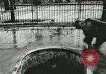 Image of wild animals Washington DC USA, 1921, second 15 stock footage video 65675021544