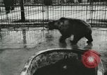 Image of wild animals Washington DC USA, 1921, second 16 stock footage video 65675021544
