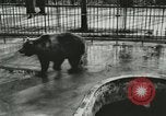 Image of wild animals Washington DC USA, 1921, second 18 stock footage video 65675021544