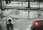 Image of wild animals Washington DC USA, 1921, second 20 stock footage video 65675021544