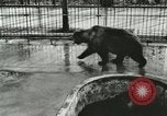 Image of wild animals Washington DC USA, 1921, second 22 stock footage video 65675021544