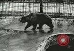 Image of wild animals Washington DC USA, 1921, second 23 stock footage video 65675021544