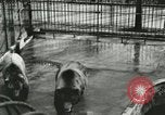 Image of wild animals Washington DC USA, 1921, second 25 stock footage video 65675021544