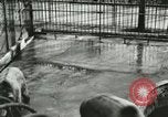 Image of wild animals Washington DC USA, 1921, second 26 stock footage video 65675021544