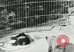 Image of wild animals Washington DC USA, 1921, second 27 stock footage video 65675021544
