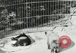 Image of wild animals Washington DC USA, 1921, second 28 stock footage video 65675021544