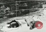 Image of wild animals Washington DC USA, 1921, second 29 stock footage video 65675021544