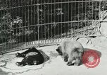 Image of wild animals Washington DC USA, 1921, second 30 stock footage video 65675021544