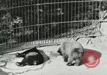 Image of wild animals Washington DC USA, 1921, second 31 stock footage video 65675021544