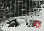 Image of wild animals Washington DC USA, 1921, second 32 stock footage video 65675021544