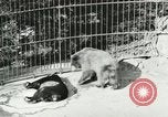 Image of wild animals Washington DC USA, 1921, second 33 stock footage video 65675021544