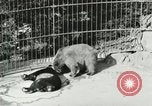 Image of wild animals Washington DC USA, 1921, second 34 stock footage video 65675021544