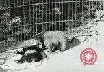 Image of wild animals Washington DC USA, 1921, second 36 stock footage video 65675021544