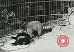 Image of wild animals Washington DC USA, 1921, second 39 stock footage video 65675021544