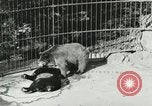 Image of wild animals Washington DC USA, 1921, second 40 stock footage video 65675021544