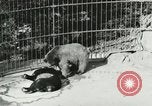 Image of wild animals Washington DC USA, 1921, second 41 stock footage video 65675021544