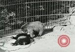 Image of wild animals Washington DC USA, 1921, second 42 stock footage video 65675021544