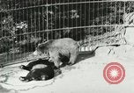 Image of wild animals Washington DC USA, 1921, second 43 stock footage video 65675021544