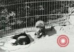 Image of wild animals Washington DC USA, 1921, second 44 stock footage video 65675021544
