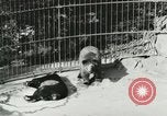 Image of wild animals Washington DC USA, 1921, second 45 stock footage video 65675021544