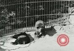 Image of wild animals Washington DC USA, 1921, second 46 stock footage video 65675021544