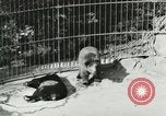 Image of wild animals Washington DC USA, 1921, second 47 stock footage video 65675021544