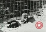 Image of wild animals Washington DC USA, 1921, second 48 stock footage video 65675021544