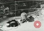 Image of wild animals Washington DC USA, 1921, second 49 stock footage video 65675021544