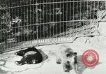 Image of wild animals Washington DC USA, 1921, second 50 stock footage video 65675021544