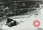 Image of wild animals Washington DC USA, 1921, second 53 stock footage video 65675021544