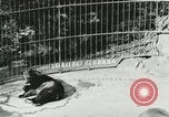 Image of wild animals Washington DC USA, 1921, second 54 stock footage video 65675021544