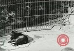 Image of wild animals Washington DC USA, 1921, second 55 stock footage video 65675021544
