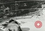 Image of wild animals Washington DC USA, 1921, second 56 stock footage video 65675021544