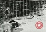 Image of wild animals Washington DC USA, 1921, second 57 stock footage video 65675021544