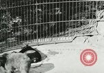 Image of wild animals Washington DC USA, 1921, second 58 stock footage video 65675021544