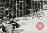 Image of wild animals Washington DC USA, 1921, second 59 stock footage video 65675021544