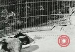 Image of wild animals Washington DC USA, 1921, second 60 stock footage video 65675021544