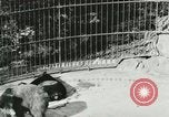 Image of wild animals Washington DC USA, 1921, second 61 stock footage video 65675021544