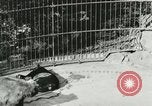 Image of wild animals Washington DC USA, 1921, second 62 stock footage video 65675021544