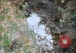 Standbild Die Great Dismal Swamp United States USA, 1974, aus Sekunde 19 historischem Filmmaterial Videoclip 65675021550