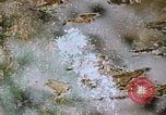 Standbild Die Great Dismal Swamp United States USA, 1974, aus Sekunde 20 historischem Filmmaterial Videoclip 65675021550