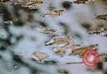 Standbild Die Great Dismal Swamp United States USA, 1974, aus Sekunde 21 historischem Filmmaterial Videoclip 65675021550