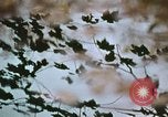 Standbild Die Great Dismal Swamp United States USA, 1974, aus Sekunde 23 historischem Filmmaterial Videoclip 65675021550