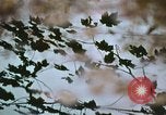 Standbild Die Great Dismal Swamp United States USA, 1974, aus Sekunde 24 historischem Filmmaterial Videoclip 65675021550