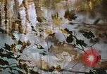 Standbild Die Great Dismal Swamp United States USA, 1974, aus Sekunde 25 historischem Filmmaterial Videoclip 65675021550