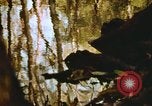 Standbild Die Great Dismal Swamp United States USA, 1974, aus Sekunde 27 historischem Filmmaterial Videoclip 65675021550