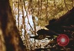 Standbild Die Great Dismal Swamp United States USA, 1974, aus Sekunde 32 historischem Filmmaterial Videoclip 65675021550
