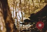 Standbild Die Great Dismal Swamp United States USA, 1974, aus Sekunde 33 historischem Filmmaterial Videoclip 65675021550